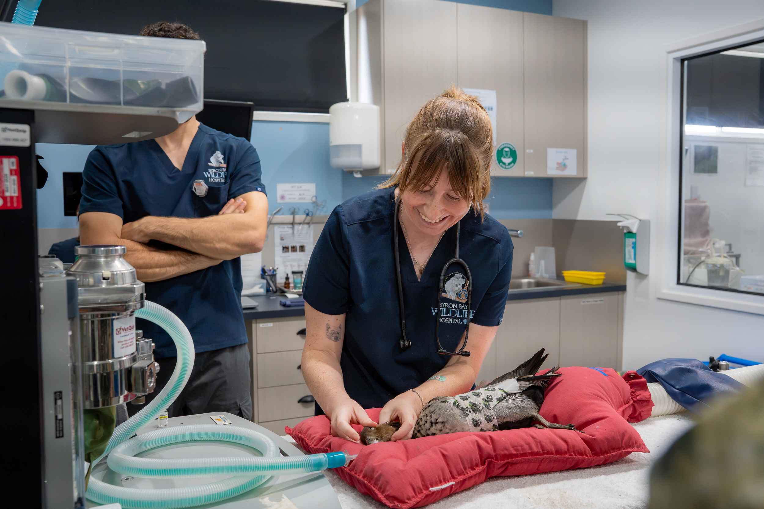 byron bay wildlife hospital